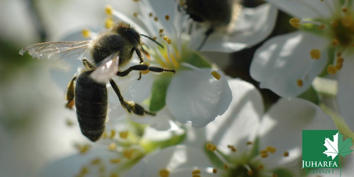 Itt a porzás ideje, figyeljünk a méhekre!