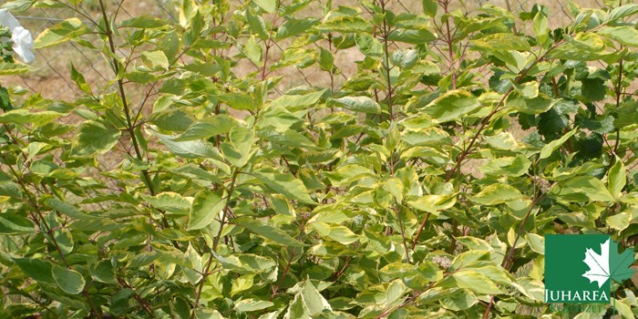 Kerti sövény vagy cserjeágyás? Kerti sövény vagy cserjeágyás?