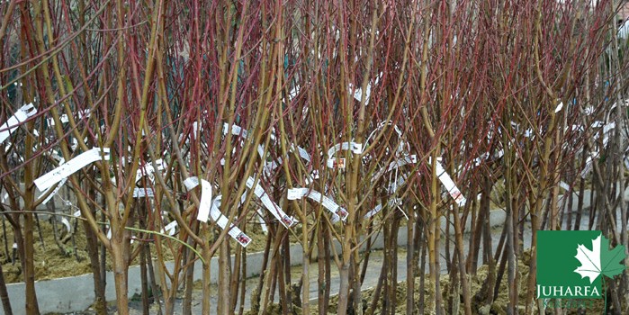 Megérkeztek a gyümölcsfák!