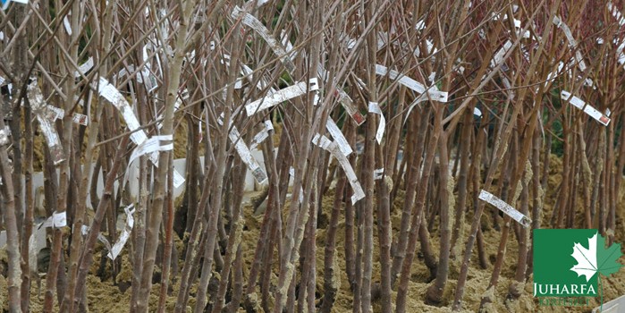 Gyümölcsfa telepítéssel indul a tavasz