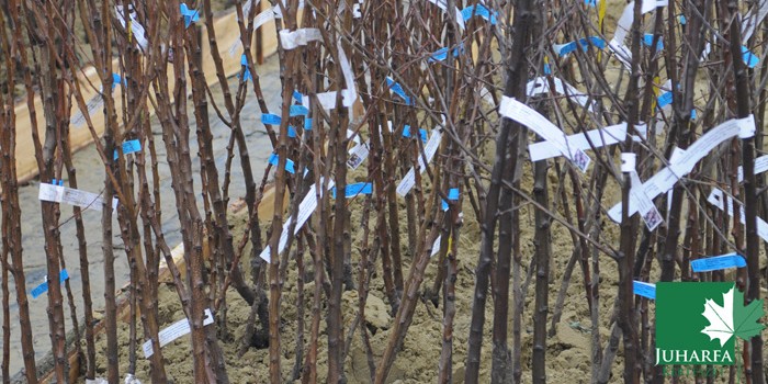 Gyümölcsfáink a helyükre kerültek