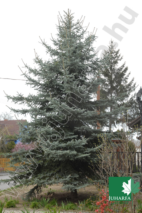 Ezüstfenyő