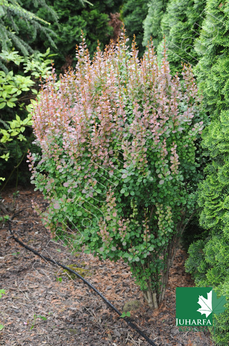 Japán borbolya Red Pillar