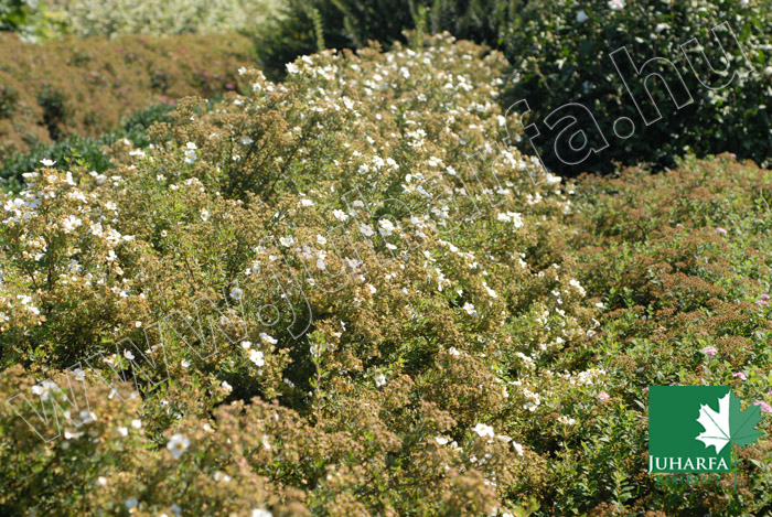 Cserjés pimpó Lovely Pink