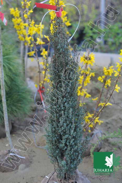 Oszlopos boróka Sentinel