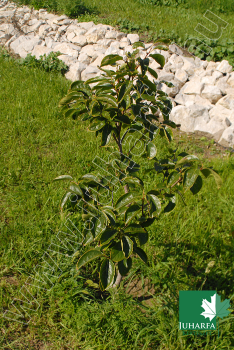 Datolyaszilva
