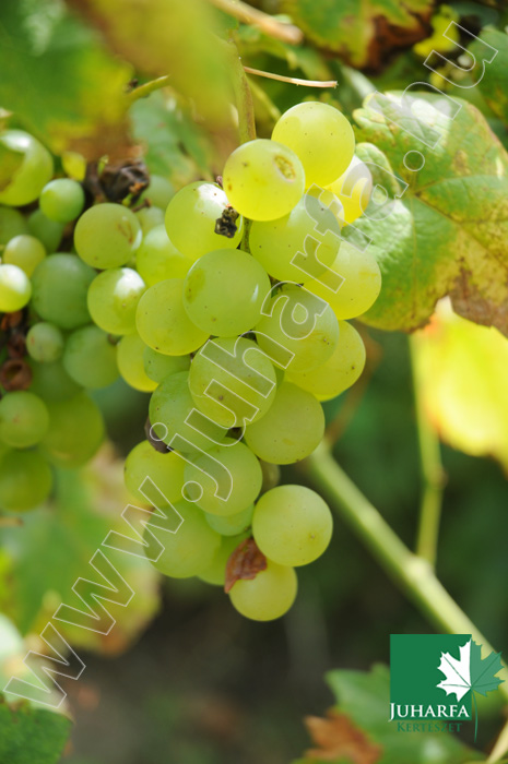 Szőlő Chasselas fehér