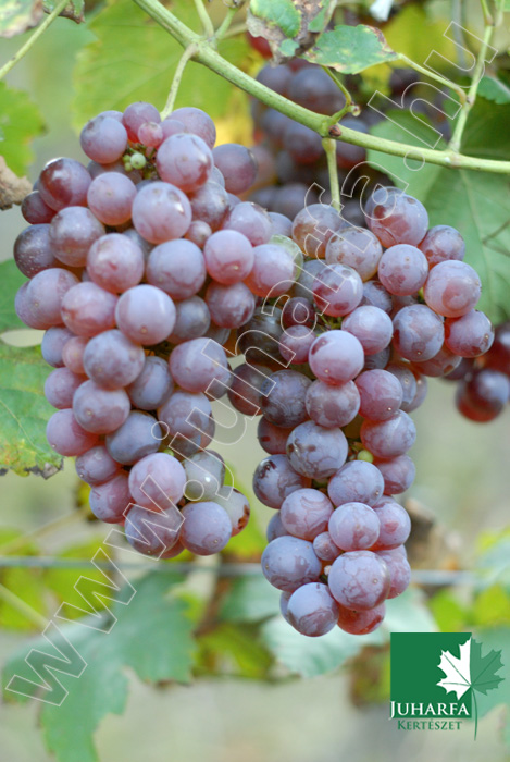 Szőlő Chasselas piros